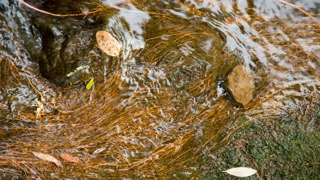 Water flowing, Merri Creek